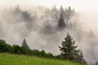 Hillside of evergreen trees among fog-Bald Hills Road-California Art Print